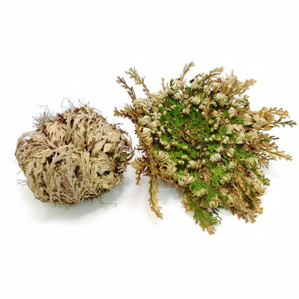 Rosa de Jerico planta resurreccion sobre fondo blanco seca y verde - planta inmortal Tierra Santa