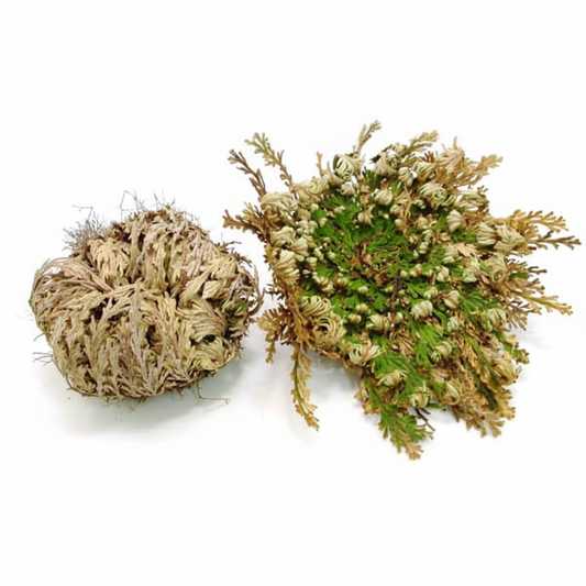 Rosa de Jerico planta resurreccion sobre fondo blanco seca y verde - planta inmortal Tierra Santa